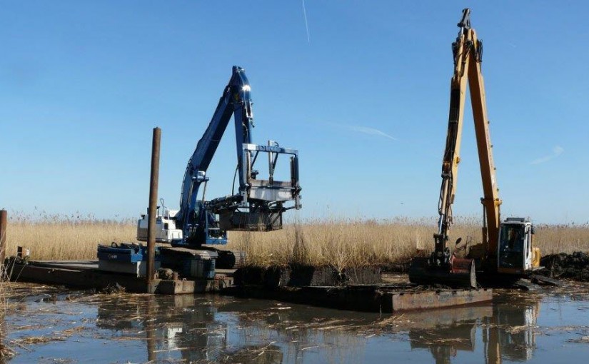 Riettransplantatie Ketelmeer en Zwartemeer